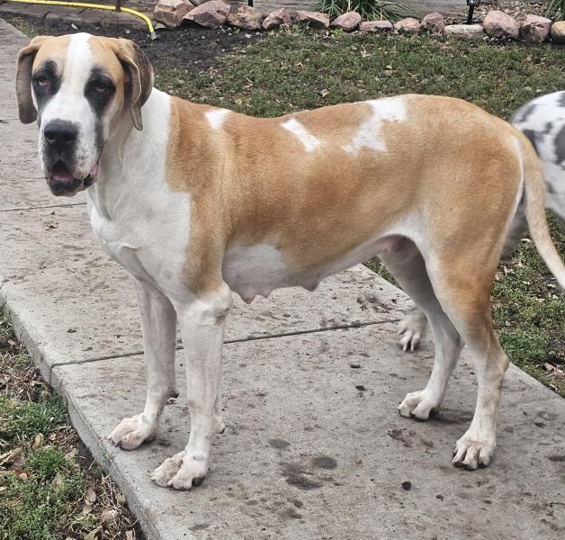Black Mantle Female Grey Collar (SOLD)