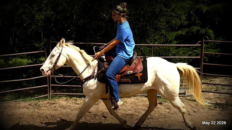 💚Prince💚Meet Prince: Your Dream Riding Partner! 👑