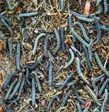 Army Worms