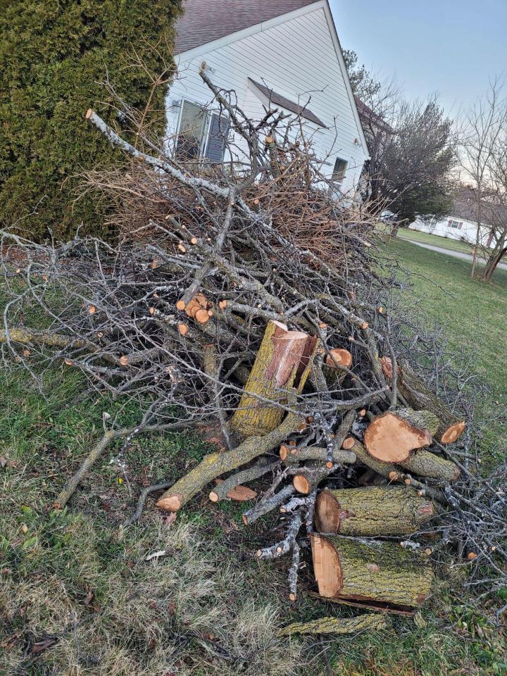 Small Tree Trimming