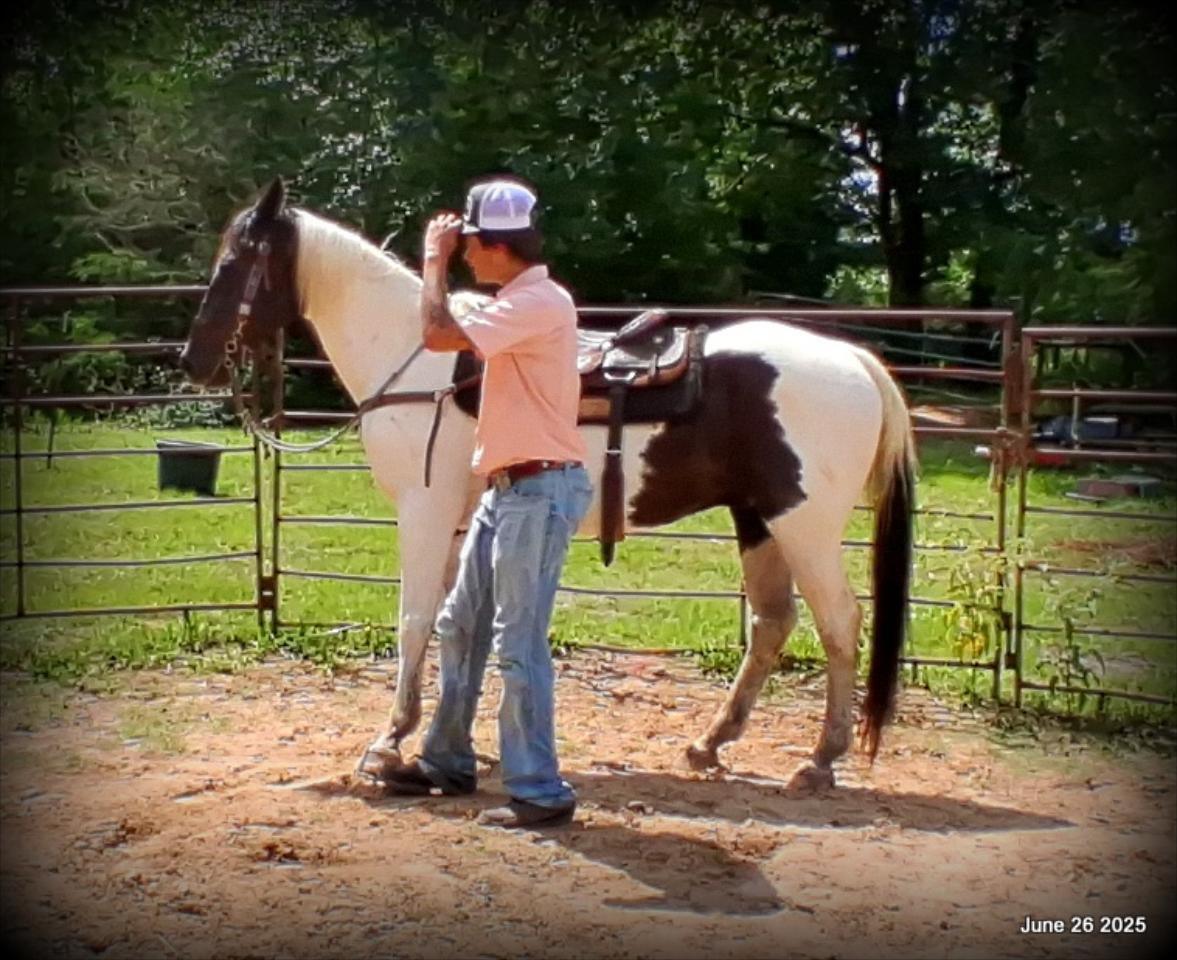 Meet Patrick – The Perfect Family Gelding!