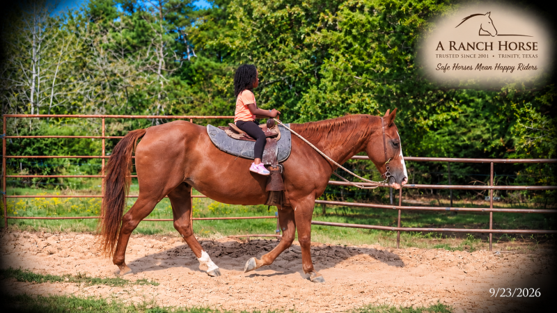 💚Brandy | Our #1 Kid-Safe Horse 💚