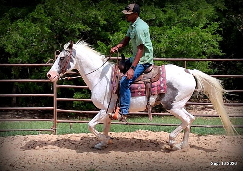 💚 Cosmo | Kid-Safe Spotted Gaited Gelding