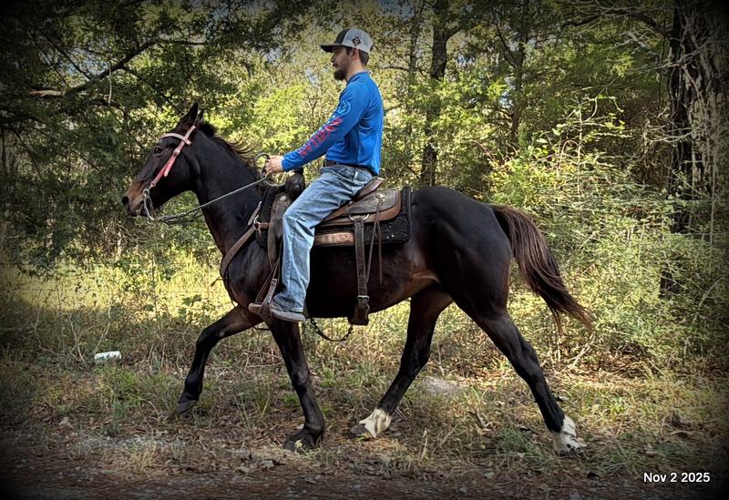 🧡Grace🧡 💔 ✨ The Underdog Who Deserves a Christmas Miracle ✨ 💔