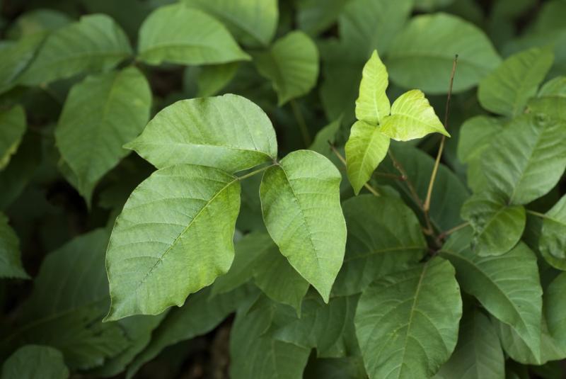 Poison Ivy Removal