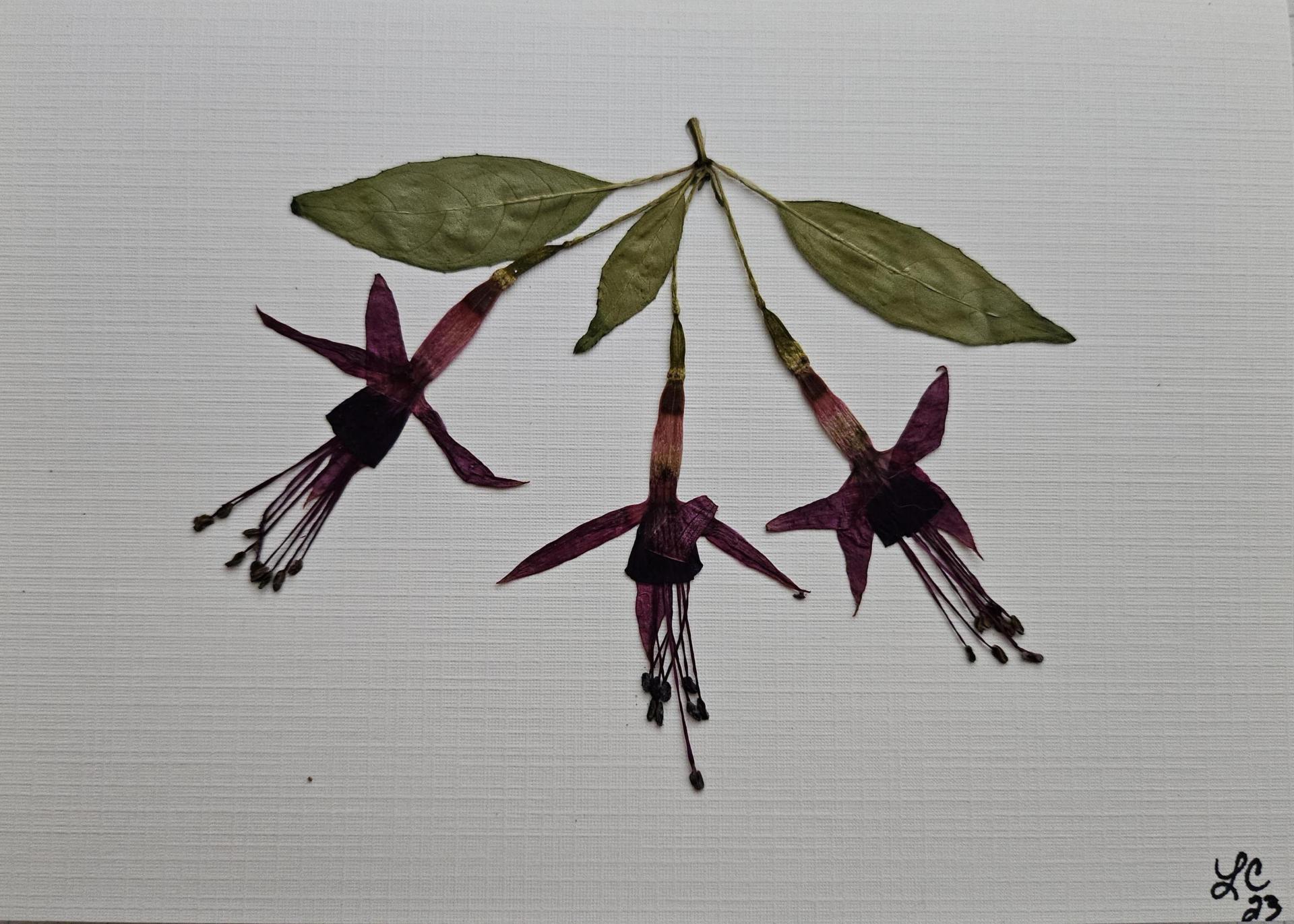 Elegance Series Cards 10 pack print cards