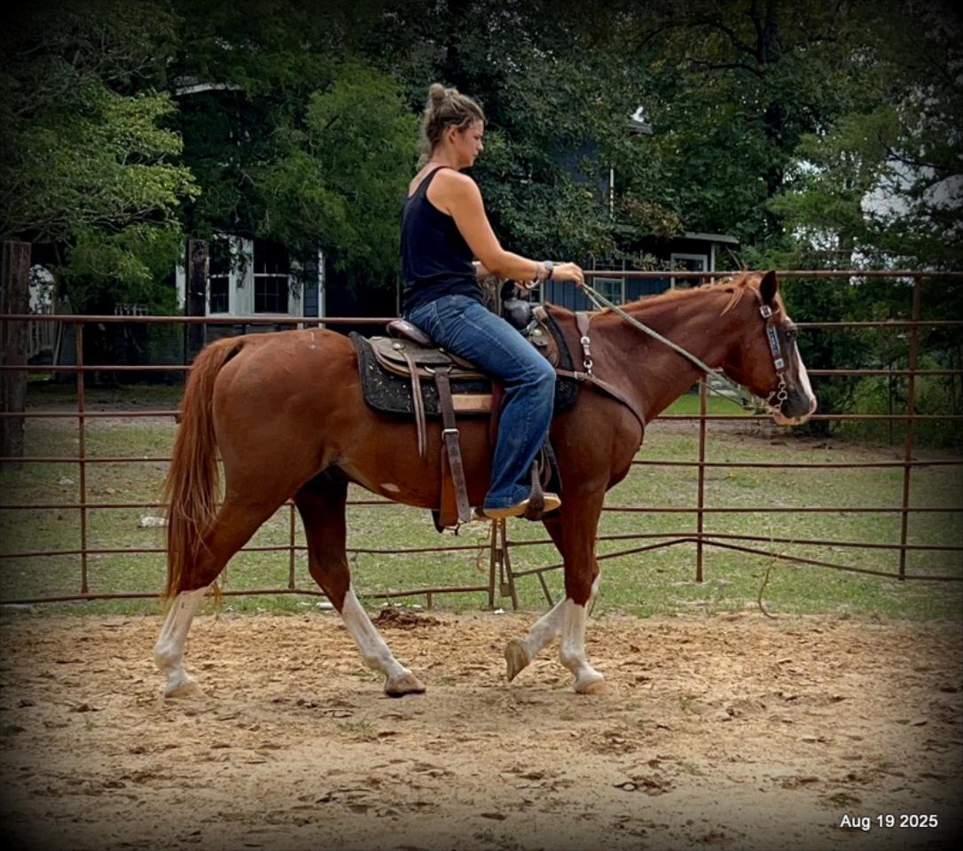 Cooper Amazing Beginners Horse