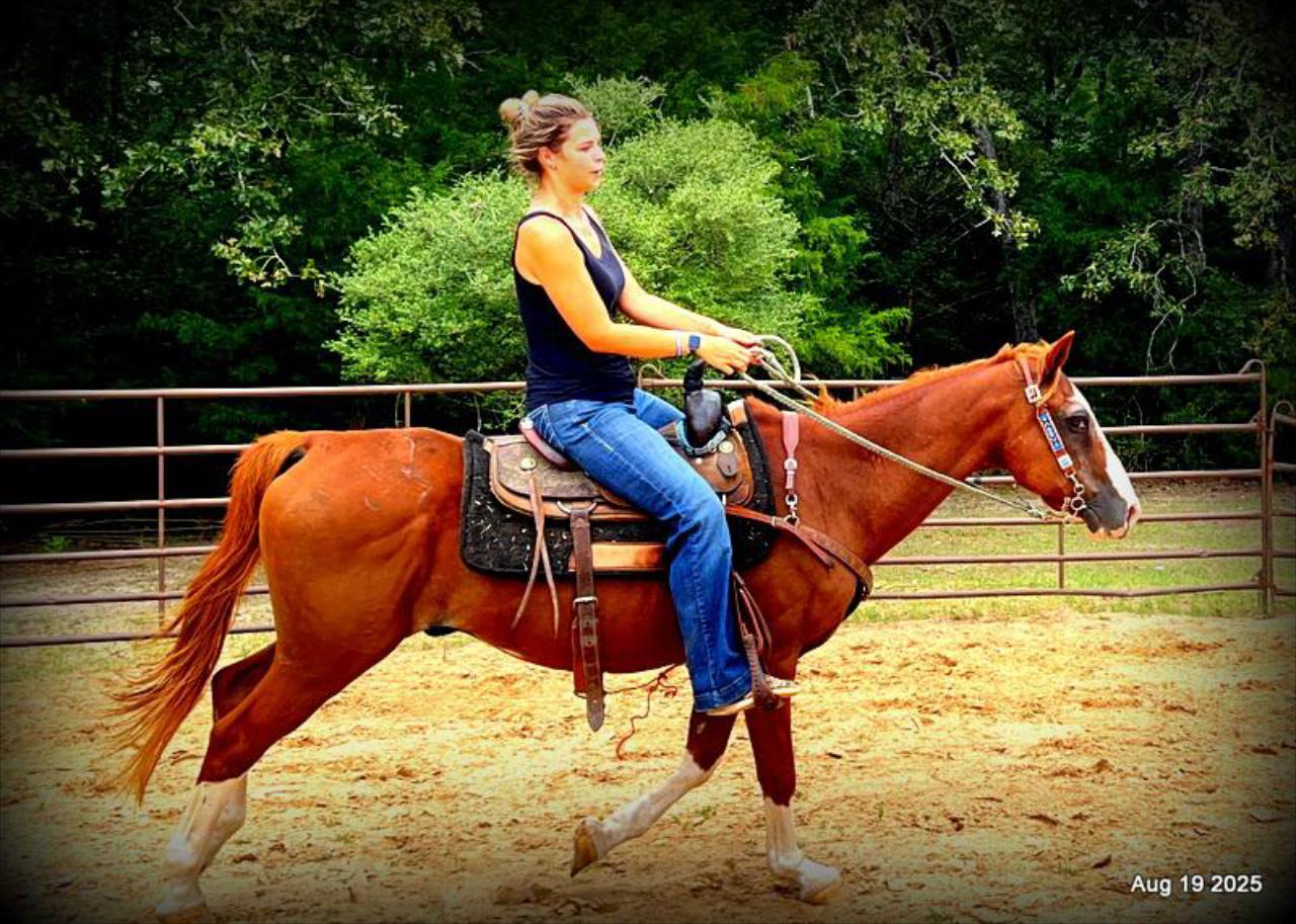 Cooper Amazing Beginners Horse
