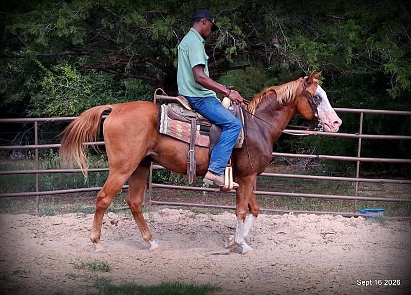 💚 Rocky | Kid-Safe Family Trail Gelding