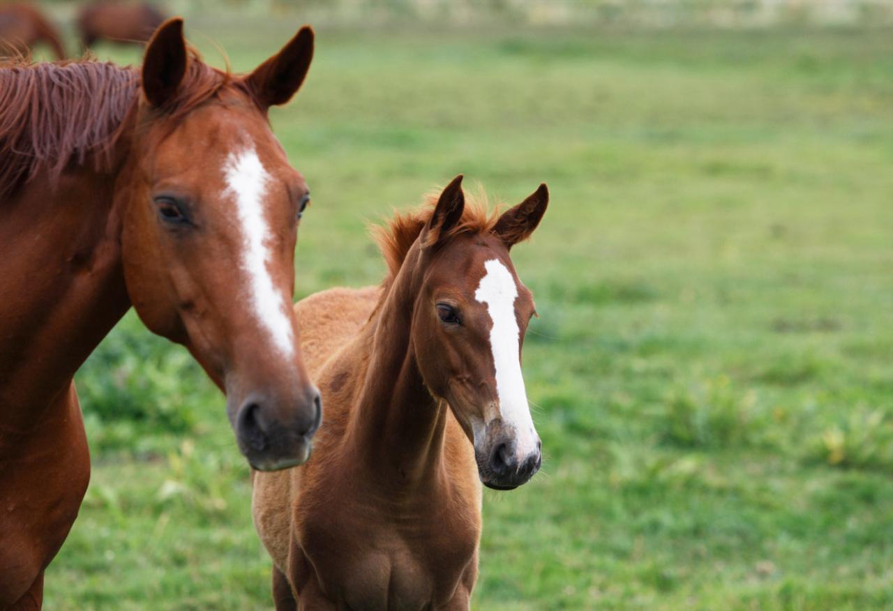 SIE offers a wide variety of reproduction services for both mare and stallion owners.
