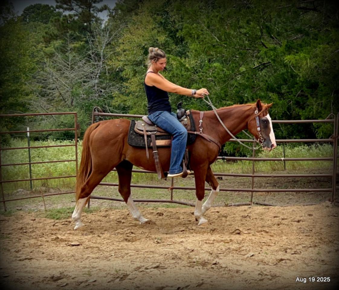Cooper Amazing Beginners Horse