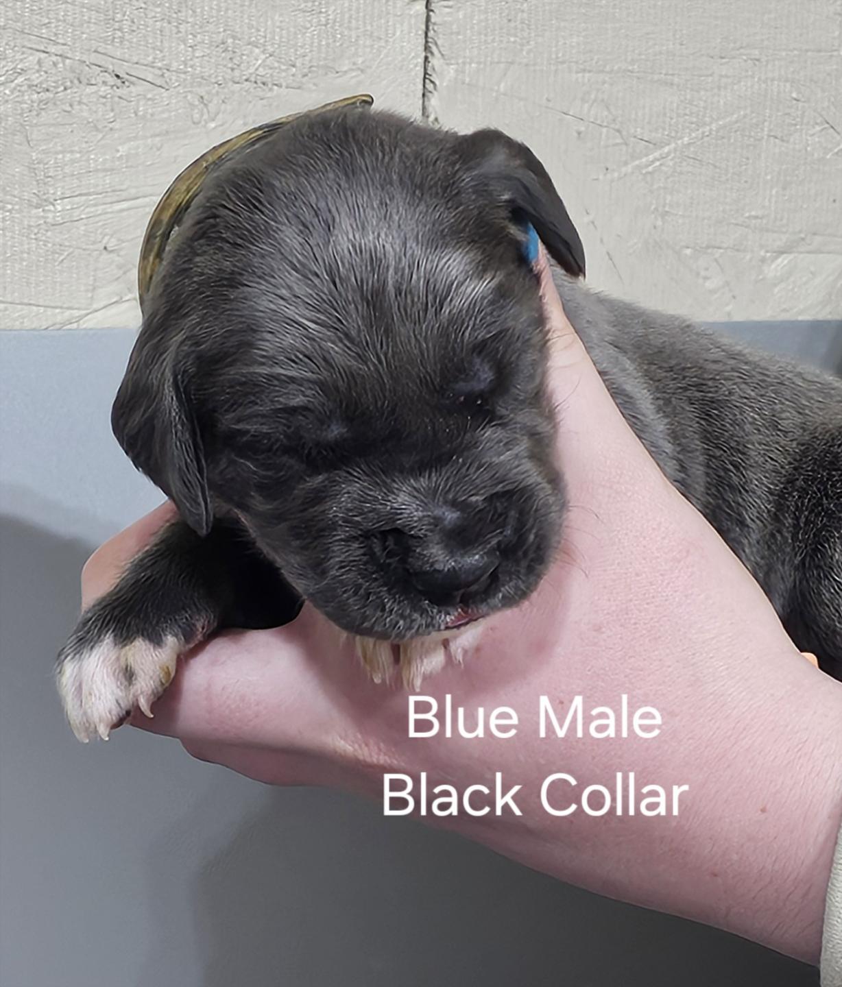 Blue Male Black Collar (SOLD)