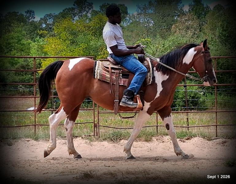 💛 🐴 Milly • Beginner Safe, Confident & Smooth Trail Mare💛