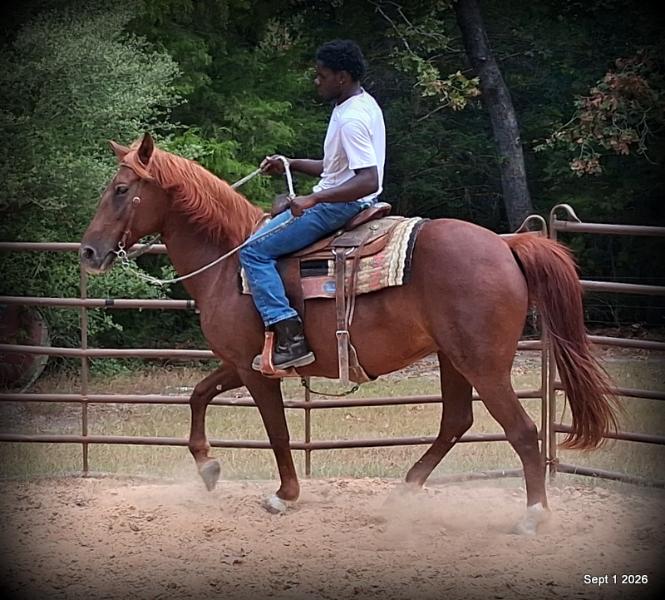 💚🐴 Cricket • Kid Safe & Beginner Safe Family Mare💚