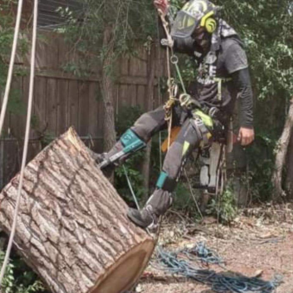 Tree & Stump Removal