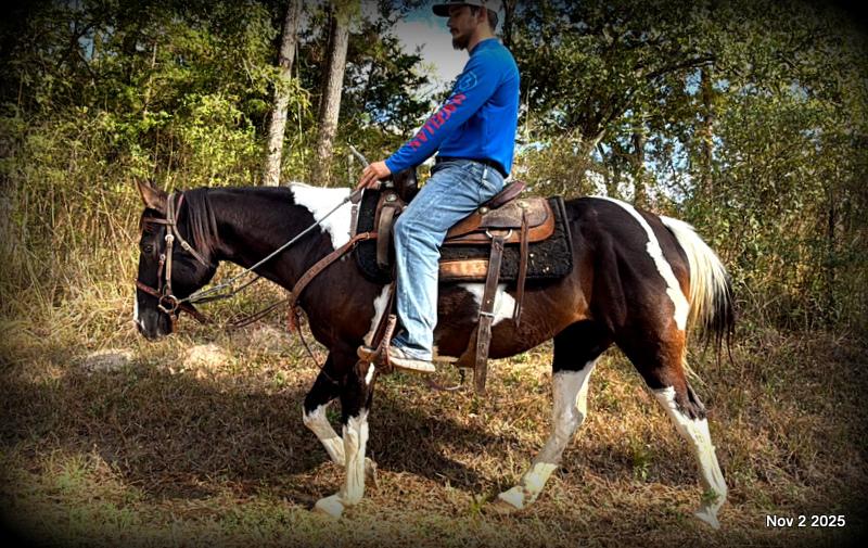 🧡Ragan🧡🎄 ✨ A Christmas Dream Horse Looking for Her Forever Home ✨ 🎄