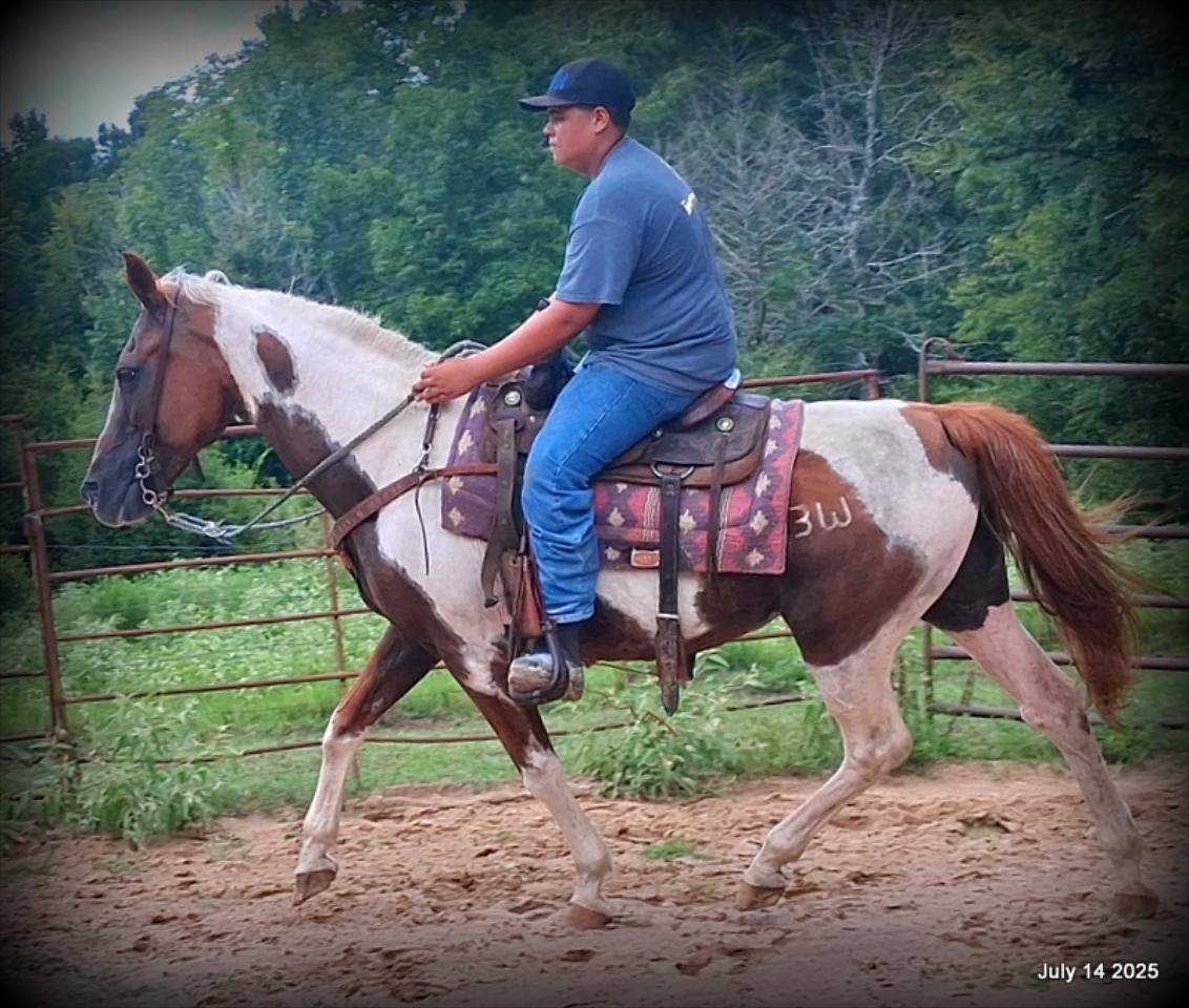 Jazzy – Beautiful Paint Mare with a Heart of Gold