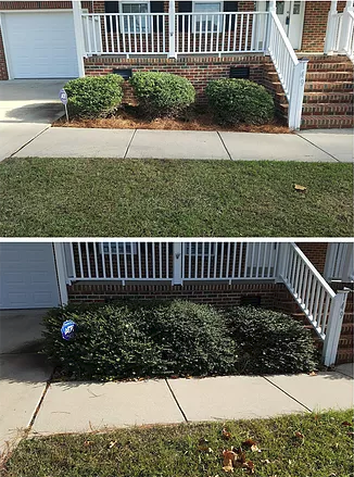 Professional Tree and Bush Pruning Services