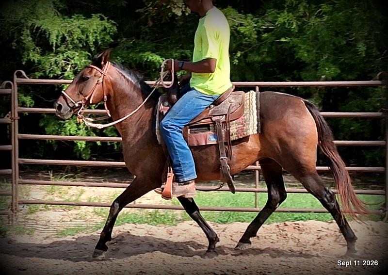 💚 Pop-tart Kid Safe & Family Safe Mare💚