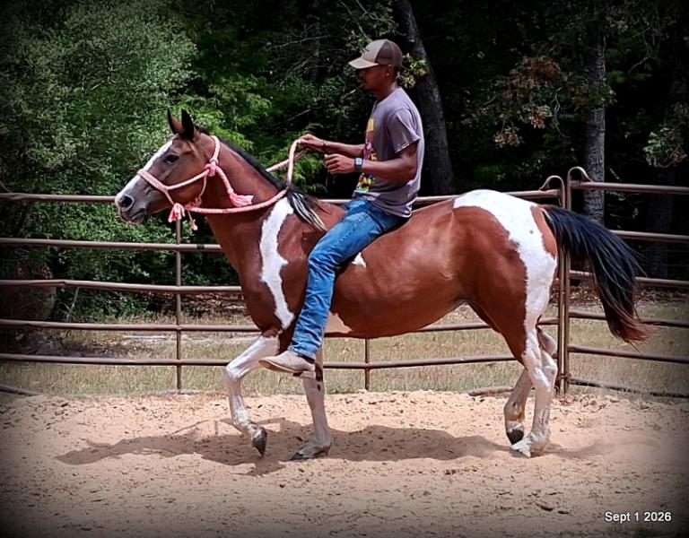 💛 🐴 Milly • Beginner Safe, Confident & Smooth Trail Mare💛