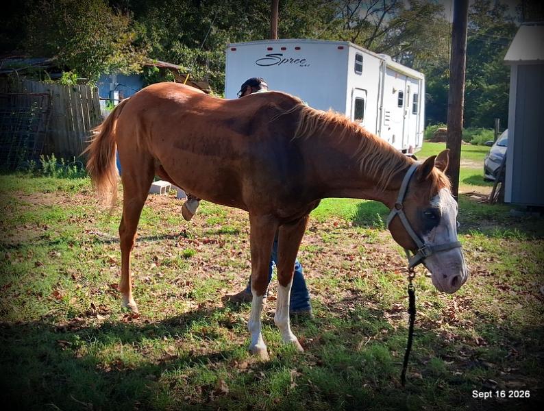 💚 Rocky | Kid-Safe Family Trail Gelding