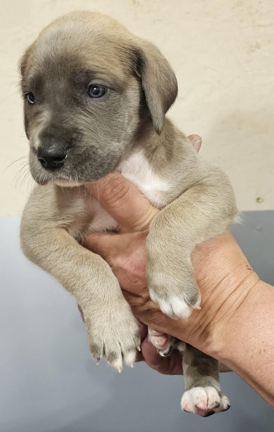 Blue Fawn Female Grey Collar
