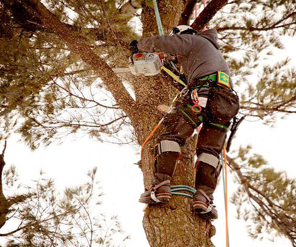 Tree Trimming