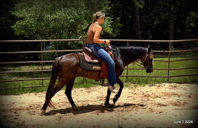 💛Bugs💛Smooth-Gaited Trail Mare 🌟