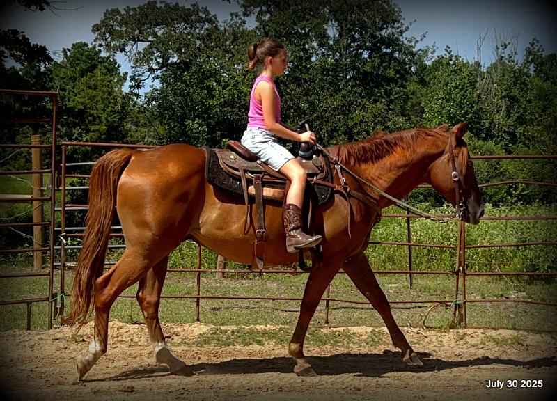 Smart Little Buzz AKA hawk