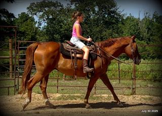 Smart Little Buzz AKA hawk