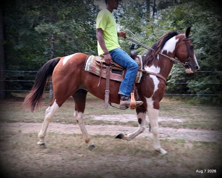 💛Milly • Confident, Smooth & Ready for the Trail 💛