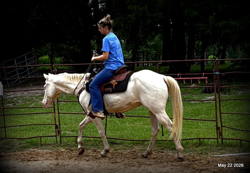 💚Prince💚Meet Prince: Your Dream Riding Partner! 👑