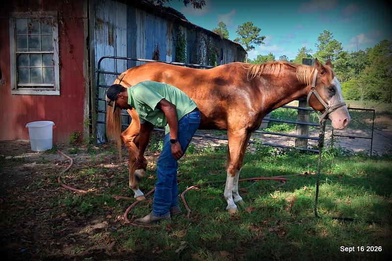 💚 Rocky | Kid-Safe Family Trail Gelding