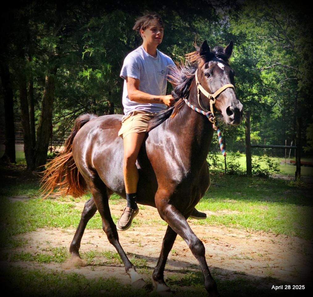 Midnight ***Gentle, Gaited Trail Gelding