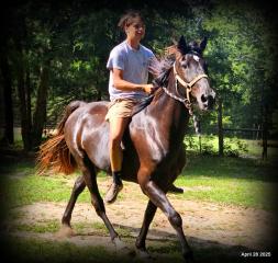 Midnight ***Gentle, Gaited Trail Gelding