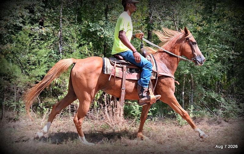 💚Blair • Beginner Safe, Seasoned Trail Mare💚