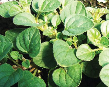 Oregano - Mediterranean Greek™
