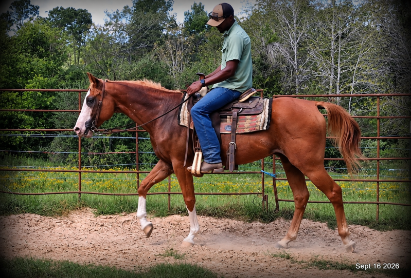 💚 Rocky | Kid-Safe Family Trail Gelding