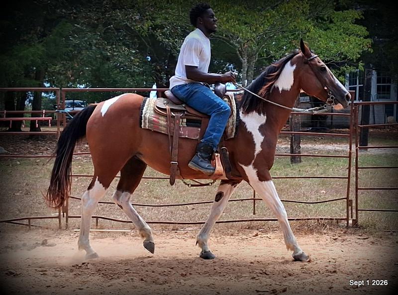 💛 🐴 Milly • Beginner Safe, Confident & Smooth Trail Mare💛