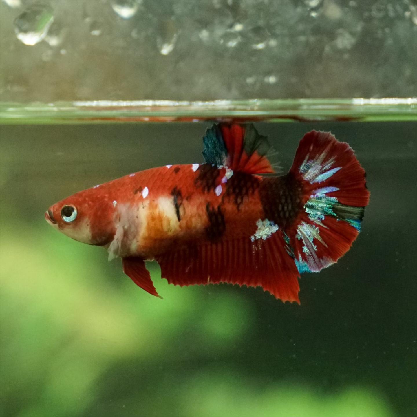 Multicolor Galaxy Koi plakat Male Betta fish