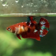 Multicolor Galaxy Koi plakat Male Betta fish