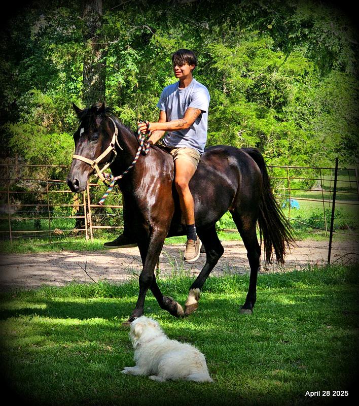 Midnight ***Gentle, Gaited Trail Gelding