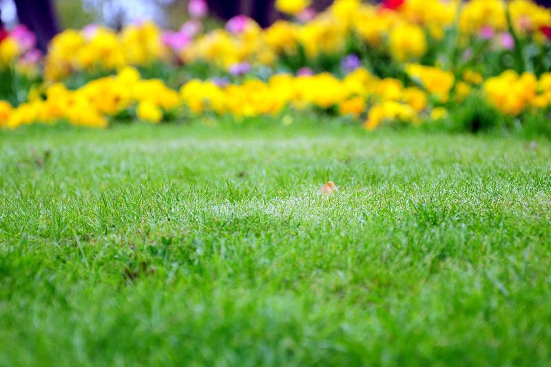 Why Should I Have My Lawn Aerated?
