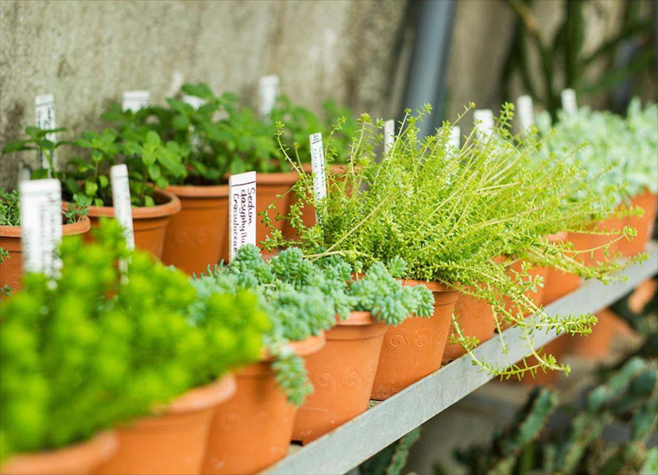 Vegetables &amp; Herbs