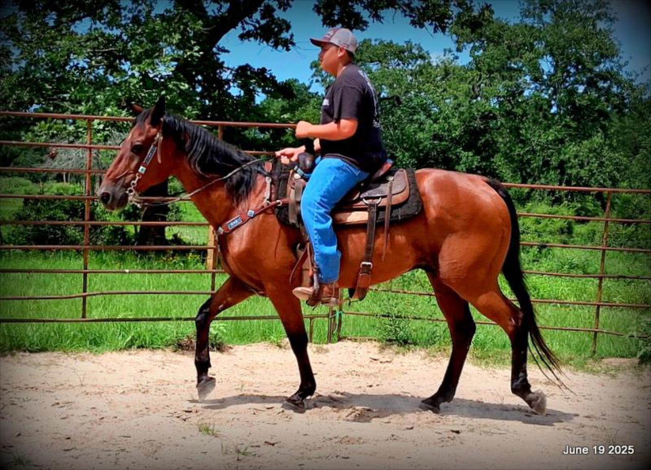 Sammy – A Comeback Story with a Heart of Gold