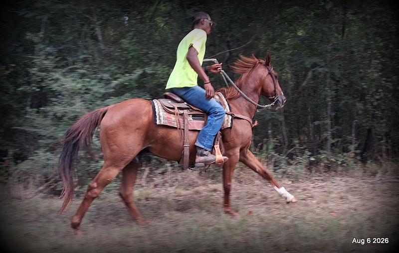 💛🐴 Scarlet • Ranch Experienced, Trail Ready & Ready to Ride💛