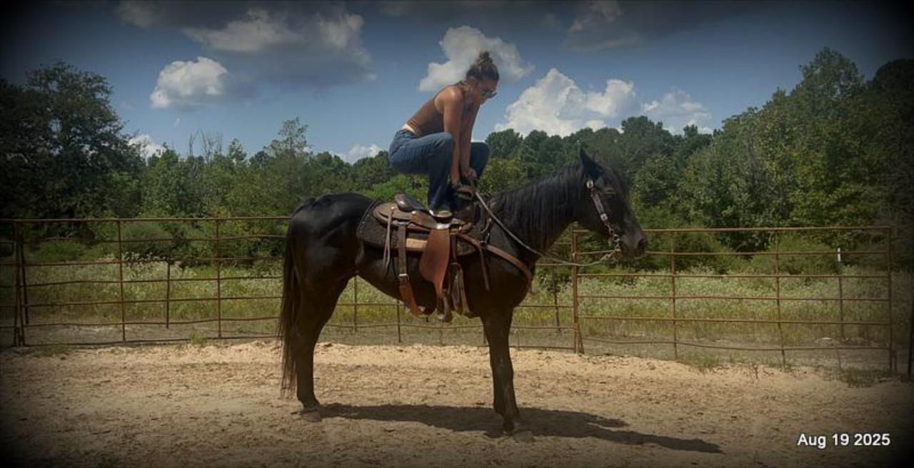 For Sale: Raven – 15-Year-Old Black Mare