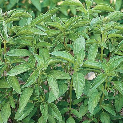  Basil - Fiesta Lime™ 