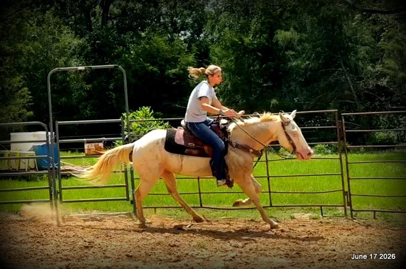 💚Prince💚Meet Prince: Your Dream Riding Partner! 👑