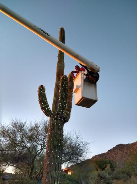 Cactus Wrapping